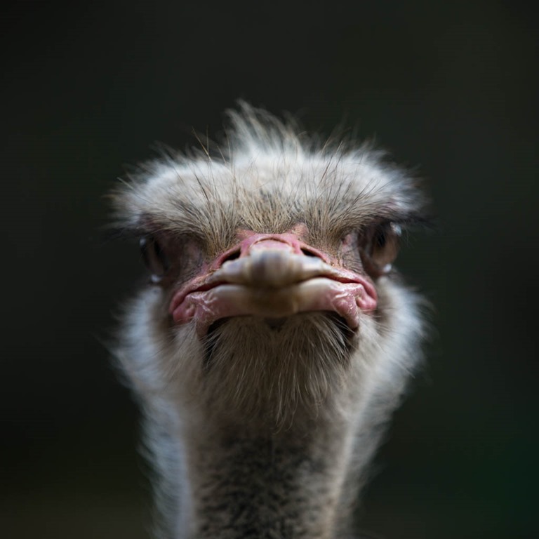 Day 13–Ostrich in Oudtshoorn