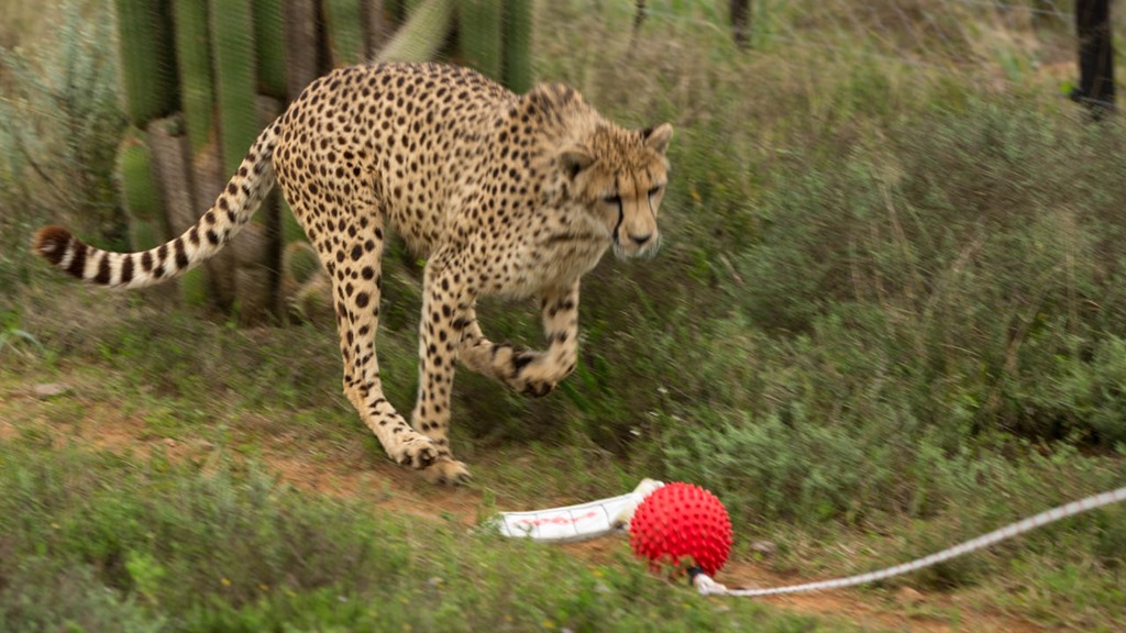 day 19–Playing Chasey with the Cheetah