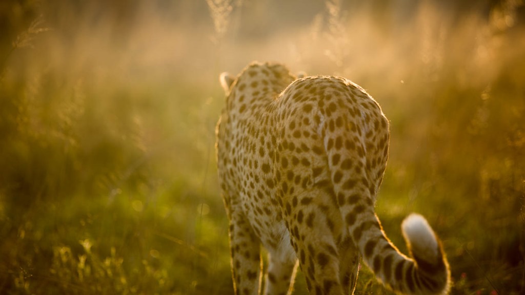Day 19&20–Hanging with the cheetahs