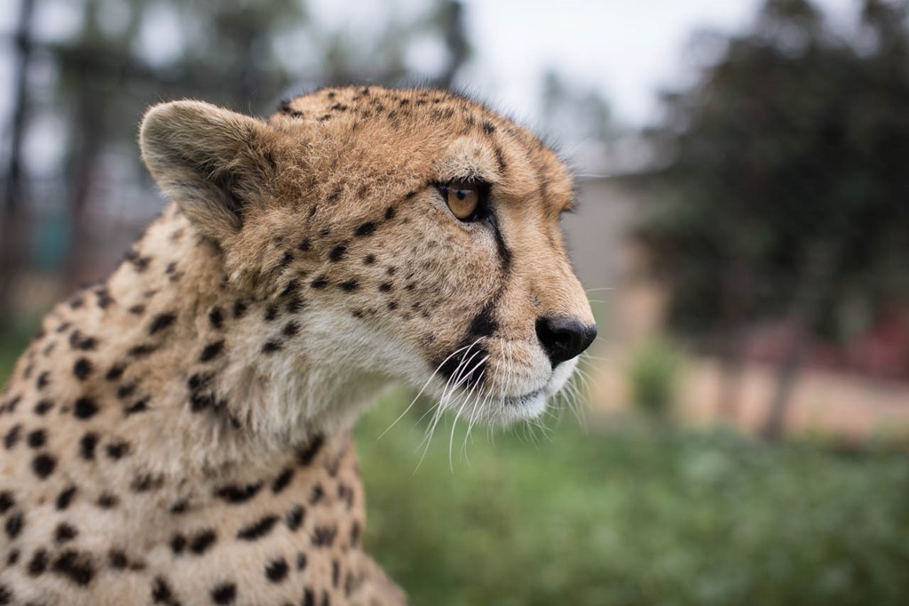 day 21–Taking the Cheetah For A Walk