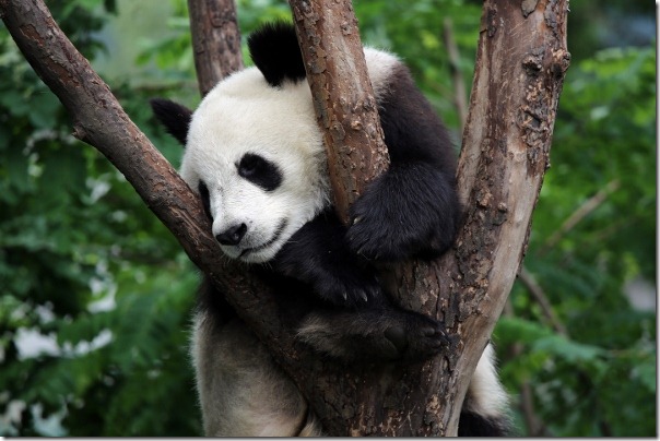 11 May-Pandas in trees and last day on Ibis